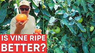 When Is The Best Time to Pick a Tomato?