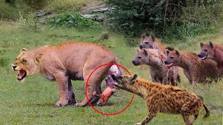 Mother Lion Sacrifices Herself To Save Her Cubs From A Pack Of Wild Dogs