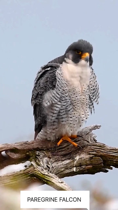 parigan falcon😱Ar.facts 317