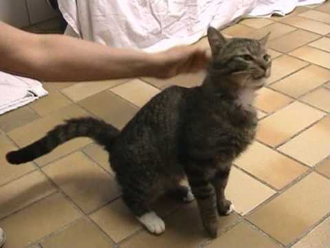 Video: Eine Leidenschaftliche Verteidigung Für Die Adoption Von FIV-positiven Katzen
