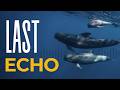 Can AI Stop Mass Whale Strandings? | NexSens Case Study