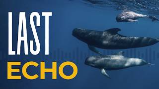 Can AI Stop Mass Whale Strandings? | NexSens Case Study