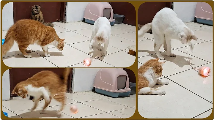 Video 8516441: cats kitten funnycats catlovers, cats kitten funny catlover, kitten cutecat funny, kitten playing catlover, cat toy kitten, cat enjoy playing