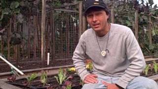 John from http://www.growingyourgreens.com shares with you what he is
planting in the winter time his front yard raised bed garden. a
varie...