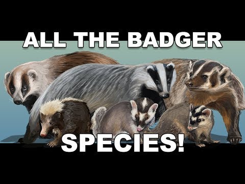All the Badger species!