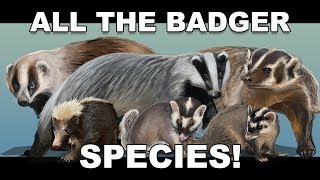 All the Badger species!