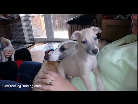 doggy-dan’s-online-dog-trainer-review-–-does-the-course-work?