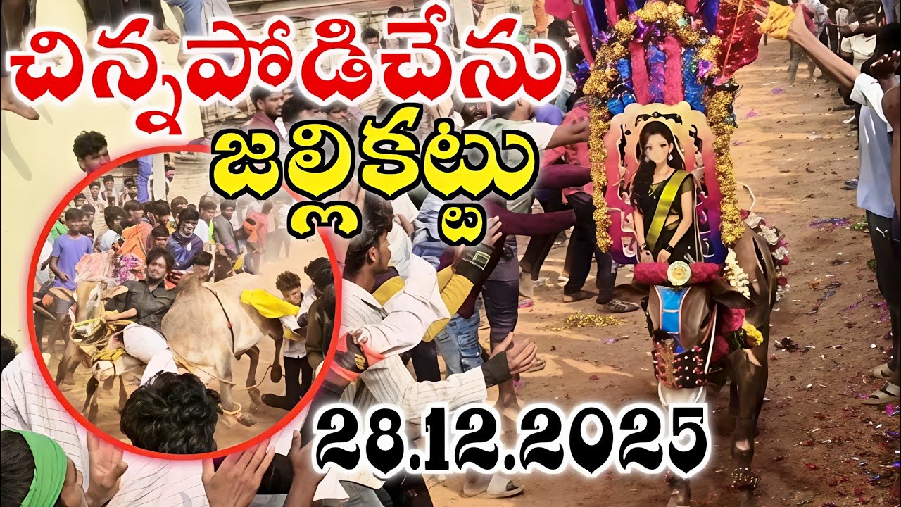 చిన్నపొడిచేను పశువుల పండగ 🔥 28/12/2025 | chinnapodichenu Jallikattu 🤩 Traditional Jallikattu 💥