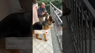 German Shepard Reunites With Owner After 3 Years #shortvideo