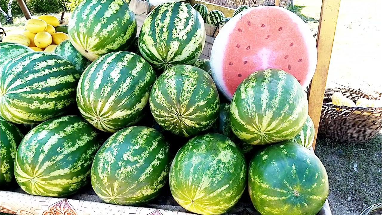 Арбуз на бахче. Бахчевые культуры. Фрукты арбуз дыня. Арбузы и дыни на бахче. Арбузы дыни видео.