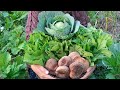 Harvest Fresh Vegetables From Our Kitchen Garden Mid March 2026