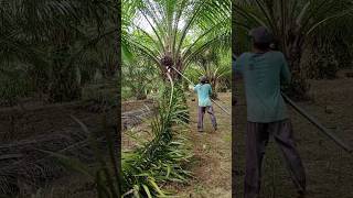 Turunkan Pelepahnya Seperti Panen Sawit Malaysia Palm Oil Harvesting Technique