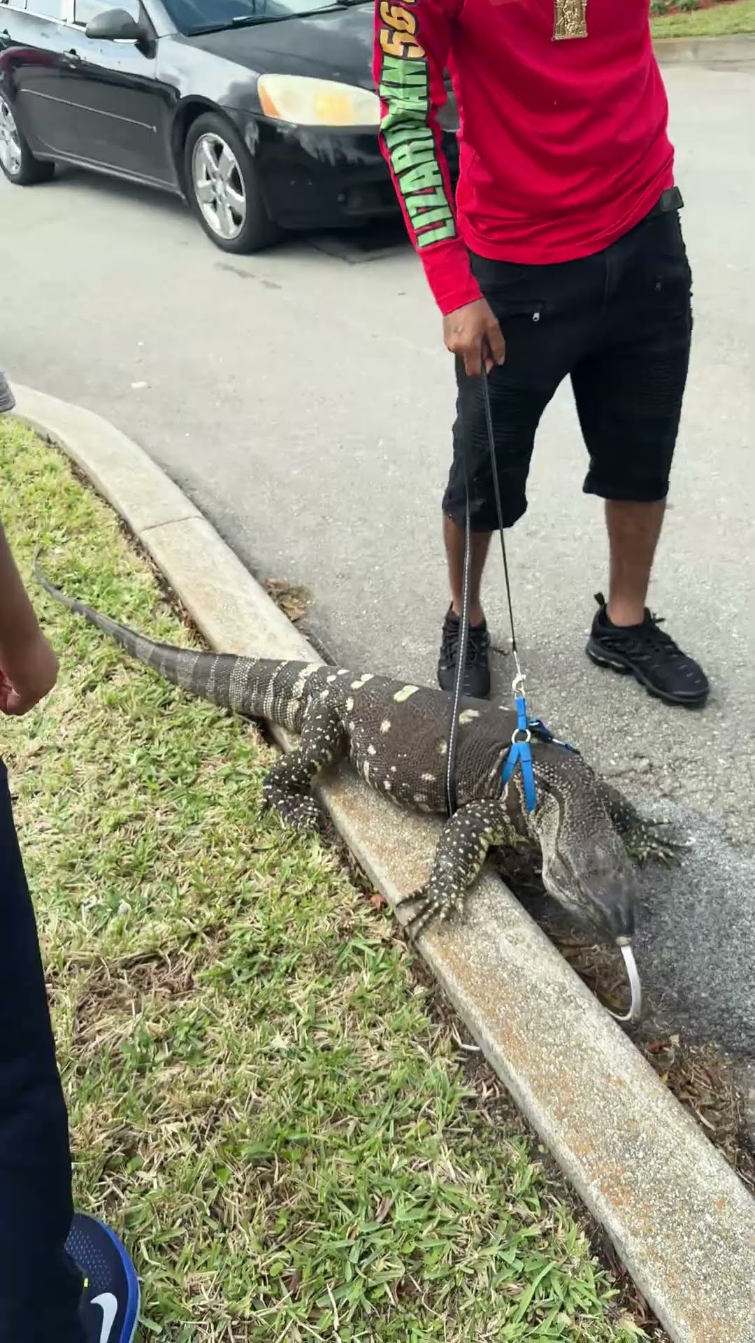 Man Walks Pet Monitor Lizard || ViralHog