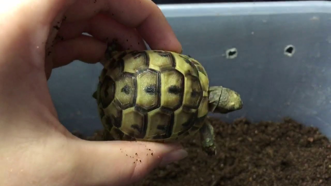 greek tortoise bedding