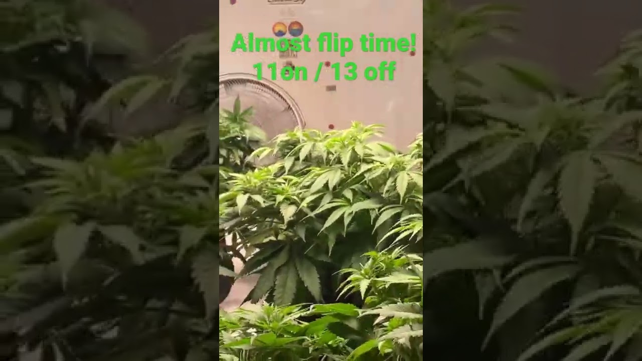 Week 6 veg.!    New420guy