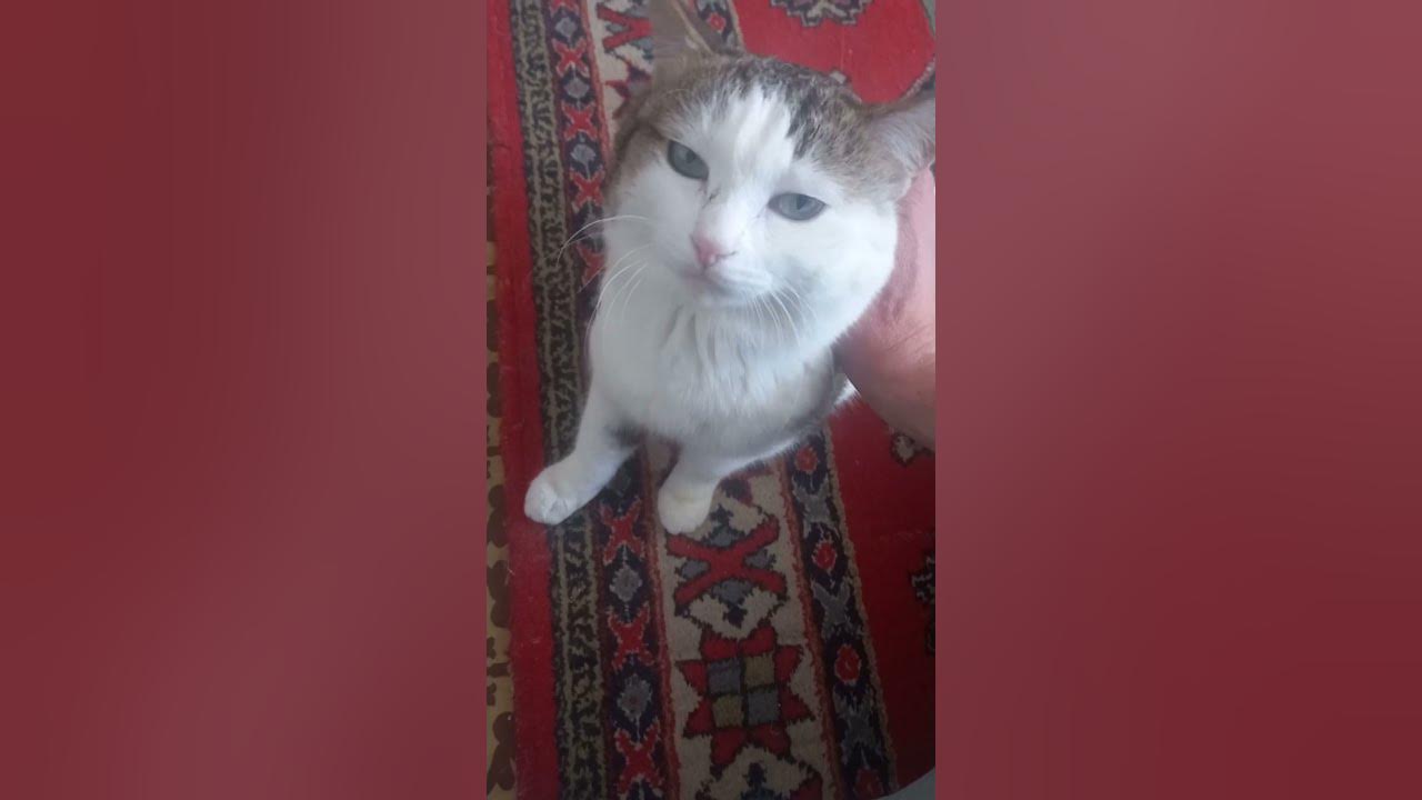 хороший кот 🐱 - YouTube