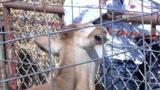 Farm Animal Days 2016