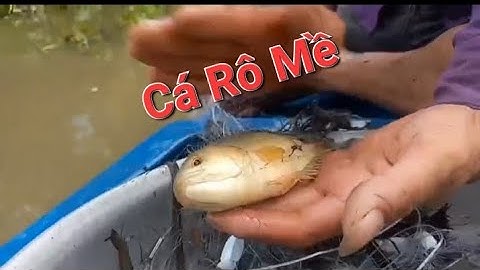 môt ngày giăng lưới trên sông lớn dín toàn cá rô mề cá trê vàng