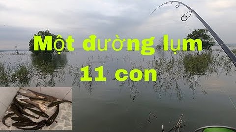 Câu cá lóc ở đập sông ray đã tay | cái kết không tưởng | nhái thật | Long CD Fishing