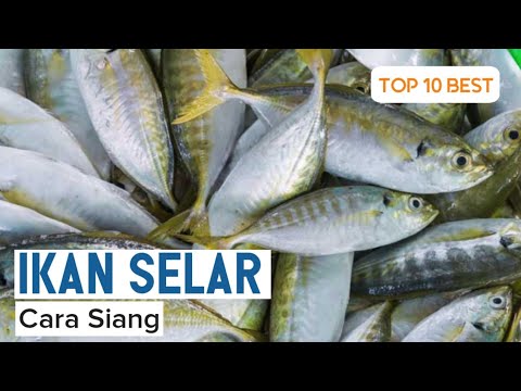 Ikan Lolong Untuk Ibu Berpantang - Santapan Senjaku