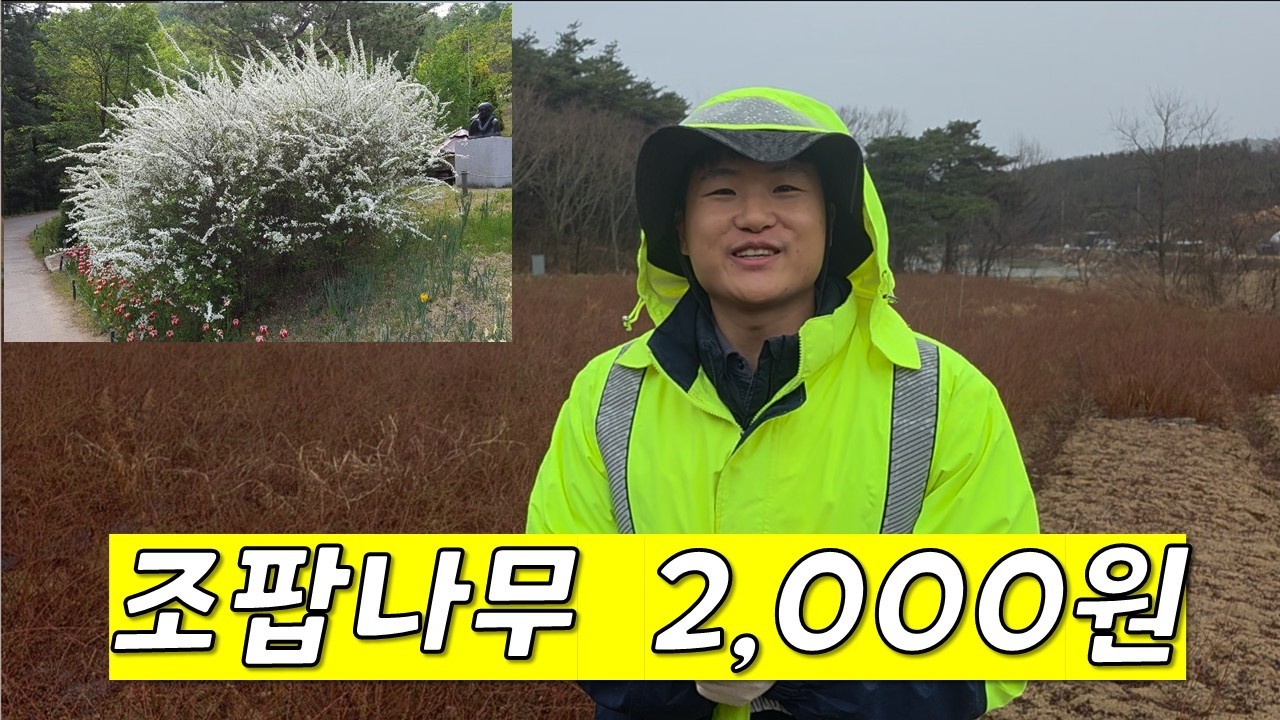 전국최저가 판매합니다 010-6230-3476 #조팝나무