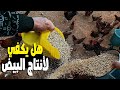 افضل واسهل طريقة للتسييج وبأحترافية ولن تحتاج إلى عامل تسييج نمو انتاج البيض في المزرعة 