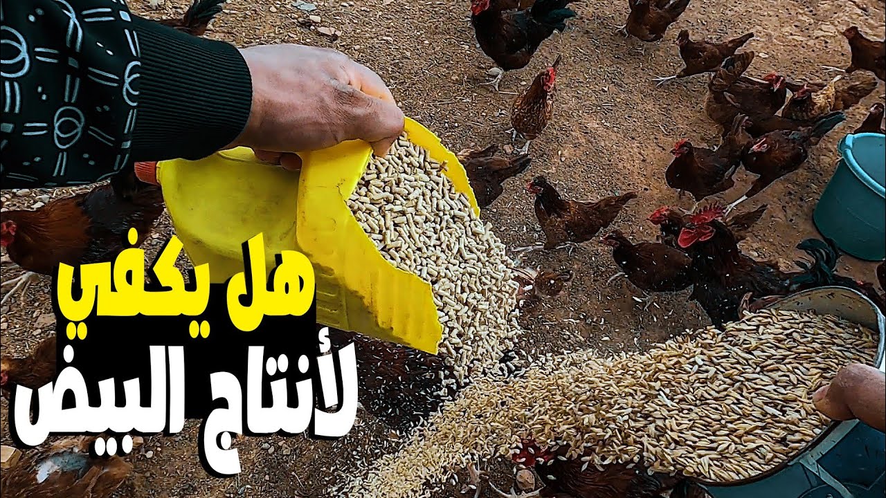 افضل واسهل طريقة للتسييج وبأحترافية ولن تحتاج إلى عامل تسييج/ نمو انتاج البيض🥚 في المزرعة