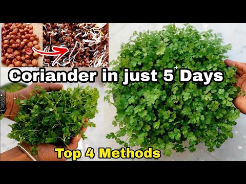 Grow Coriander in just 5+ days, Top 4 methods to grow coriander at