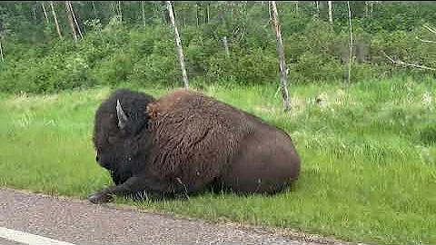 Sunday Morning Trip To Elk Island National Park