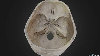Which cranial nerve passes through which openings of the cranial cavity? screenshot 5