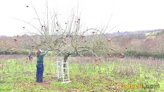 First year renovation prune neglected apple tree. Timelapse