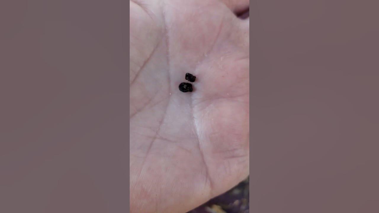 Collecting Seeds from Siberian Iris Pods A Favorite LateSpring