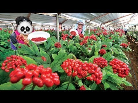 Vídeo: Quan plantar ginseng?