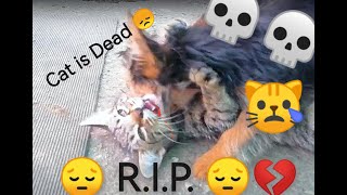 YORKIE DOG 🩸KILLS 🩸A CAT 😱😨😰 💀*GRAPHIC CONTENT*💀 by illeskesee 2,881 views 4 months ago 2 minutes, 12 seconds