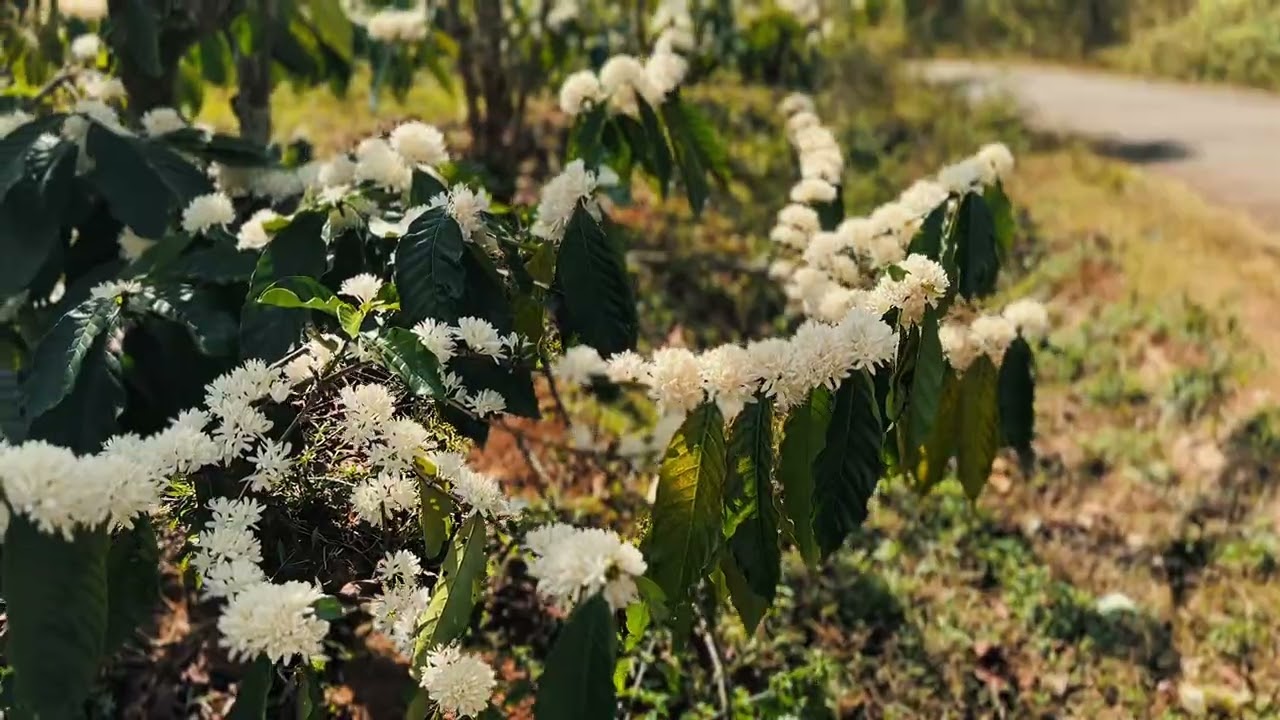 Moment - Coffee & Tea
