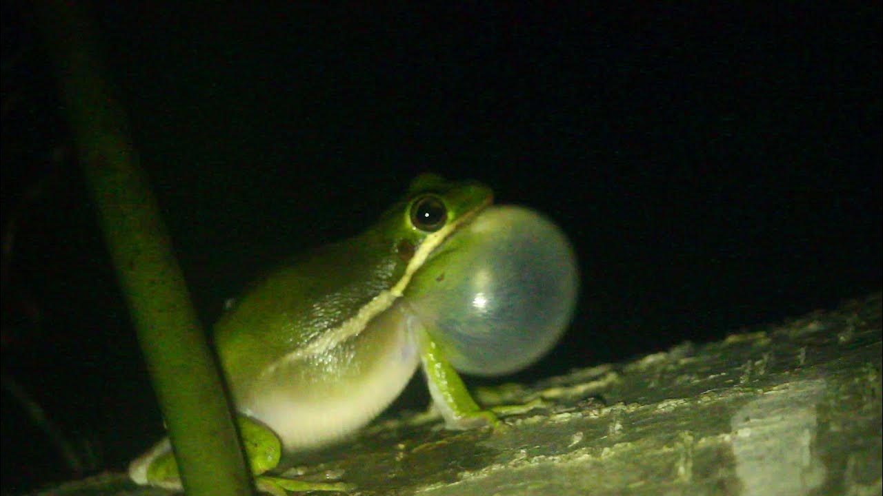 Green Tree Frog call YouTube