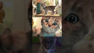 Little Kitten Adventure And Animal Friends - Funny Kitty And Her Short Cartoon Story #Shorts