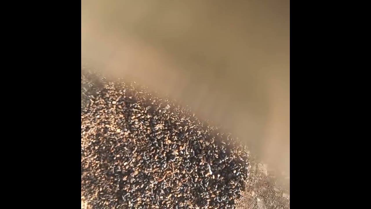 liberando enemigos naturales del gorgojo del eucalipto. en la 8 región Chile