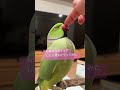 ワカケホンセイインコお嬢を何回タップしたら怒るかやってみた #インコ #parrot #shorts