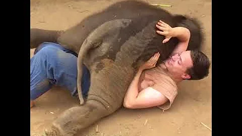 Cosa vuol dire l'elefante?