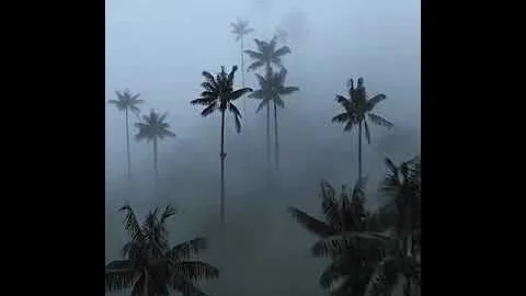 ​📍🇨🇴Долина Кокора, Колумбия. этой долине произрастают самые высокие пальмы в мире,.