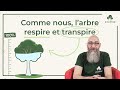 Evapotranspiration et respiration des arbres comment a fonctionne   ecotree