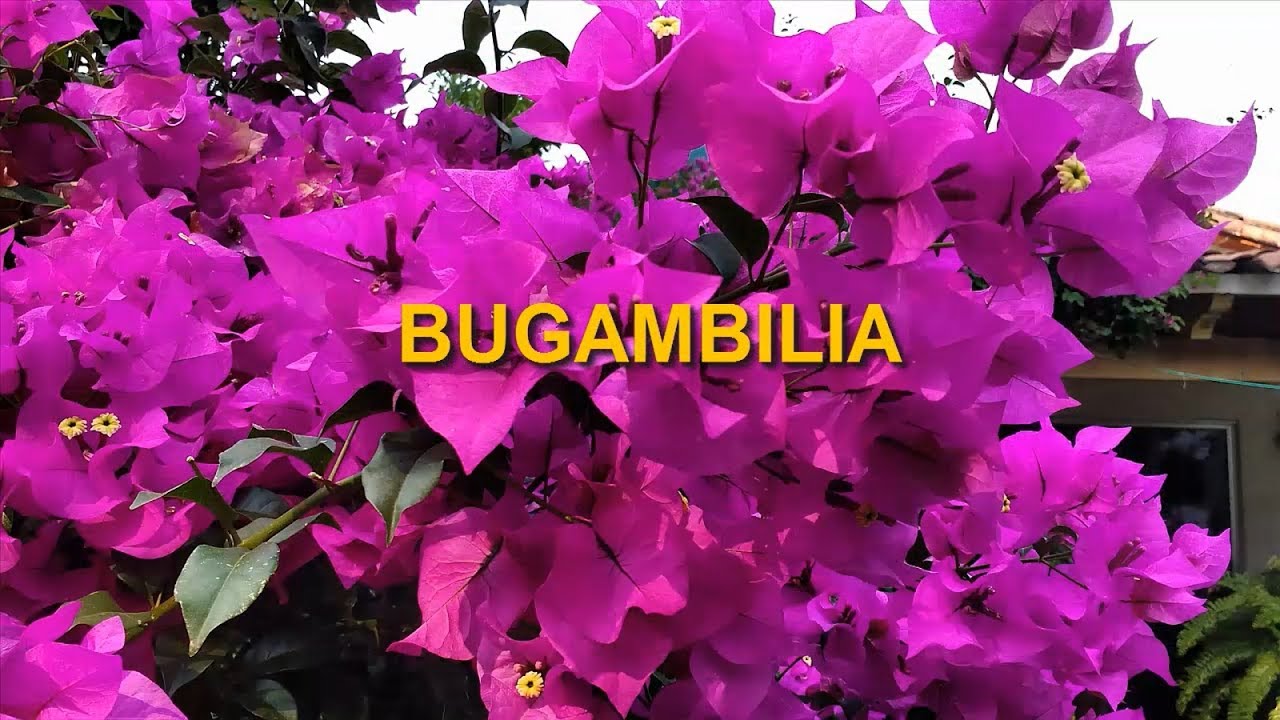 BUGAMBILIA // BUGANVILIA // BUGANVILLA // PAPELILLO // TRINITARIA //  VERANERA // SANTA RITA - YouTube