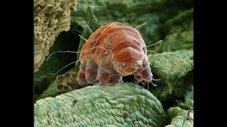 Реакция Глистов на Чеснок под Микроскопом (The reaction of worms to garlic under a microscope)