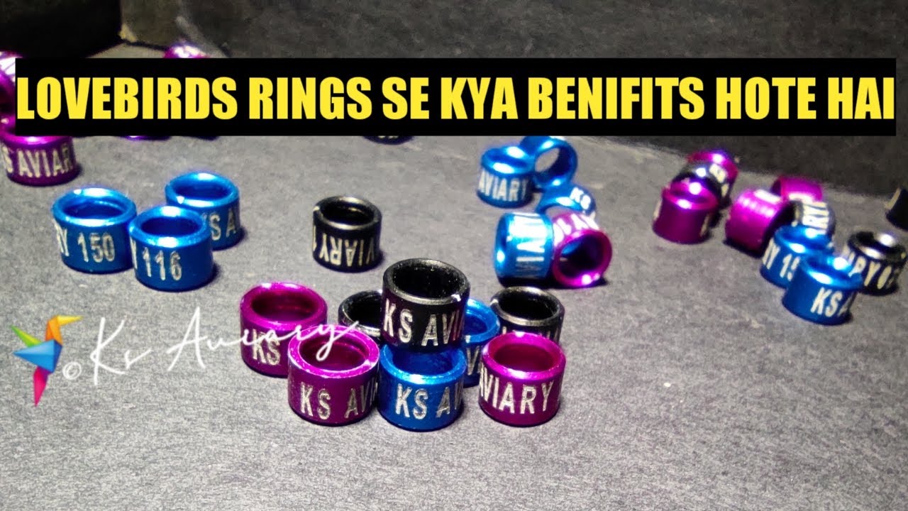 African love birds leg ring | 4.5mm leg bands - YouTube