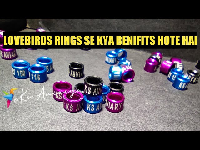 News – Rings 4 Wings