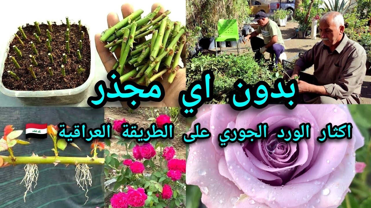إكثار الورد الجوري على الطريقة العراقية وبدون اي  مجذر بنسبة نجاح تفوق ٩٠%