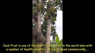 Jackfruit Tree With A Number of Fruits