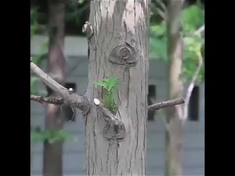 ножницы для обрезки - YouTube
