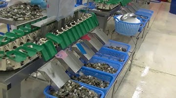 Shrimp Weight Sorting Machine - Type DLSS Part 4